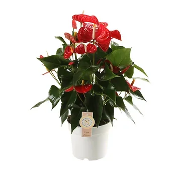Flamingoplant (Anthurium Red Champion) H 60 ø 17 cm