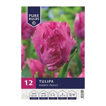 Pure Bulbs Tulipa Parrot Prince 12 bollen
