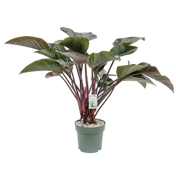 Philodendron Red Beauty op Stam 110 x 30 cm