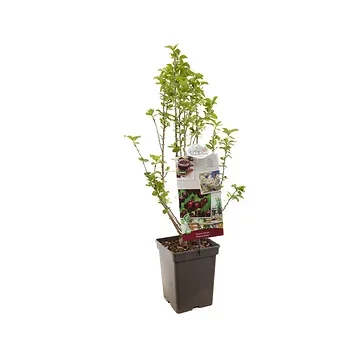 Dwergkers (Prunus avium Cherry BOOP) H 90 ø 18 cm
