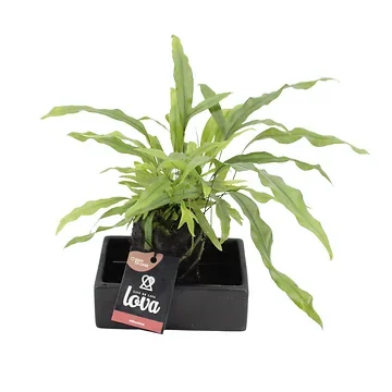 Kangoeroevaren (Lova Microsorum Diversifolium) H 40 ø 14 cm