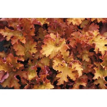 Purperklokje (Heuchera 'Zipper') ø 11 cm