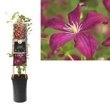 Bosrank (Clematis vit. 'Madame Julia Correvon') H 75