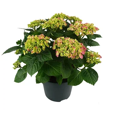 Boerenhorensia (Hydrangea macrophylla) H 45 ø 23 cm