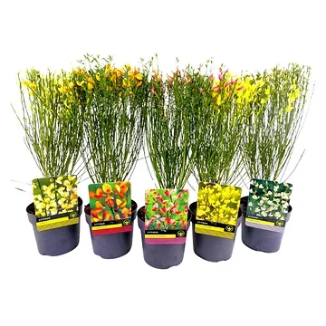 Brem (Cytisus) H 40 ø 14 cm