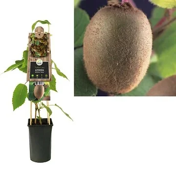 Kiwi (Actinidia deliciosa 'Jenny') H 75