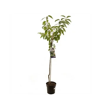 Zoete kers (Prunus avium Burlat halfstam) H 230 ø 27 cm