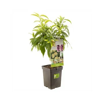 Witte dwergperzik (Prunus persica Ice Peach) H 90 ø 18 cm