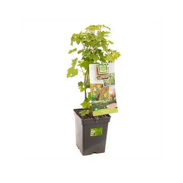 Witte bes (Ribes rubrum) H 60 ø 18 cm