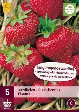 Fragaria Elsanta