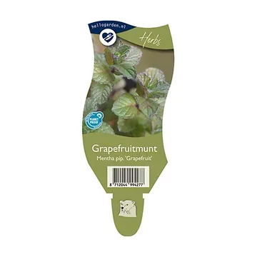Grapefruitmunt (Mentha pip. 'Grapefruit') ø 11 cm
