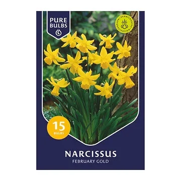 Pure Bulbs Narcissus February Gold 15 bollen