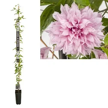 Bosrank (Clematis Multi Pink® PBR) H 215
