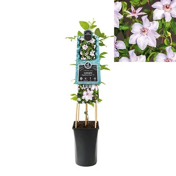 Bosrank (Clematis Magnificent Power PBR) H 75