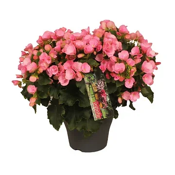 Stippenplant (Begonia Betulia) H 32 ø 19 cm