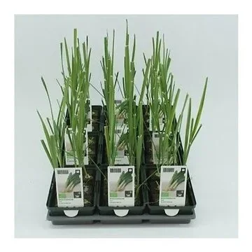 Prei (Allium porrum) BIO