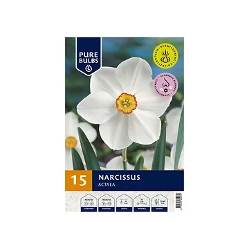 Pure Bulbs Narcissus Actaea 15 bollen