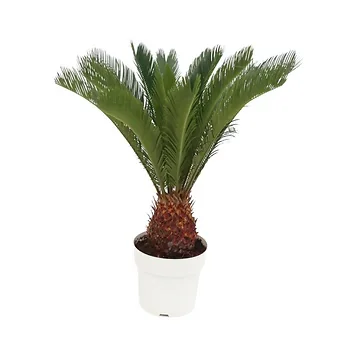 Vredespalm (Cycas Revoluta) H 55 ø 14 cm