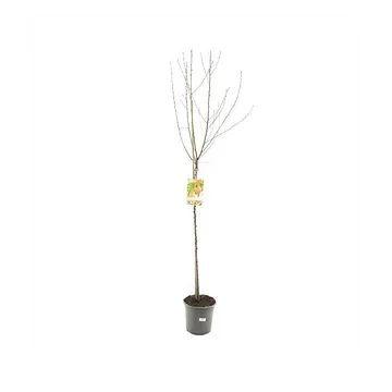Vers gepot Perzik (Prunus persica Perzik halfstam) H 230 ø 27 cm