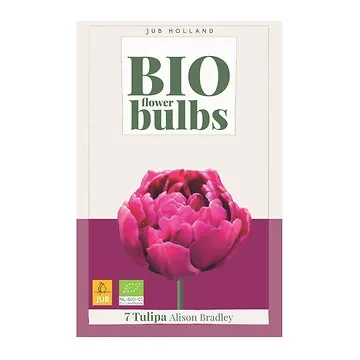 JUB Holland Tulipa Alison Bradley 7 bollen
