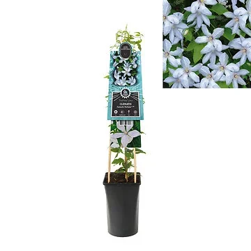 Bosrank (Clematis Fantastic Perfume PBR) H 75
