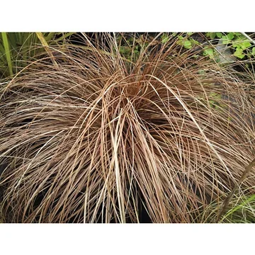 Zegge (Carex comans 'Bronco') ø 11 cm