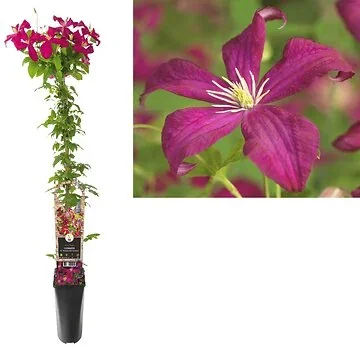 Bosrank (Clematis vit. 'Madame Julia Correvon') H 90