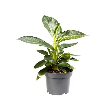 Philodendron Birkin H 25 ø 12 cm