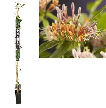 Kamperfoelie (Lonicera henryi) H 215