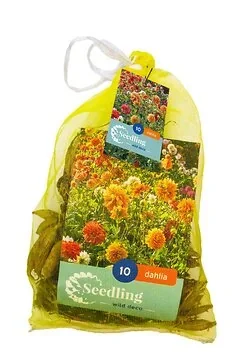 Zaad Dahlia Decoratief (Netlon)