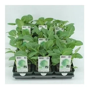 Witte kool (Brassica oleracea type) BIO