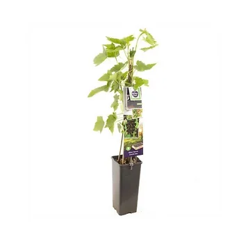 Zwarte bes (Ribes nigrum Titania (zwarte bes)) H 60 ø 11 cm cm