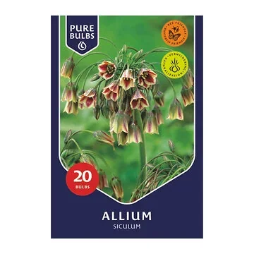 Pure Bulbs Allium Siculum 20 bollen