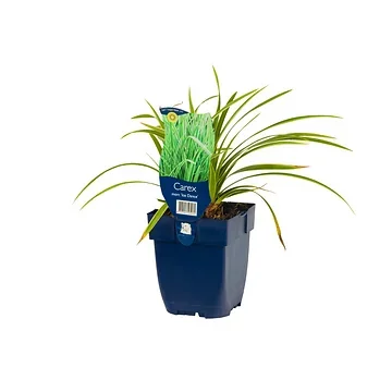 Zegge (Carex morrowii 'Ice Dance') ø 11 cm