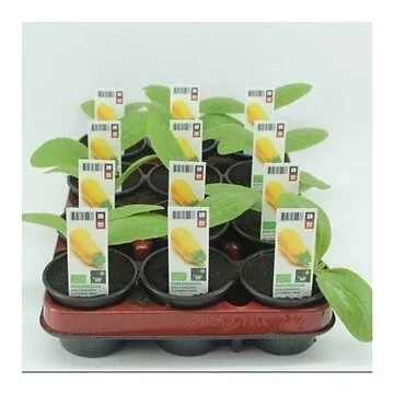 Courgette Geel (Cucurbita Pepo) BIO