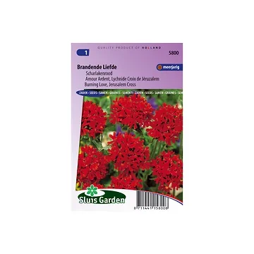 Lychnis chalcedonica Scarlet