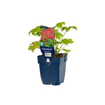 Ooievaarsbek (Geranium macrorrhizum) ø 11 cm