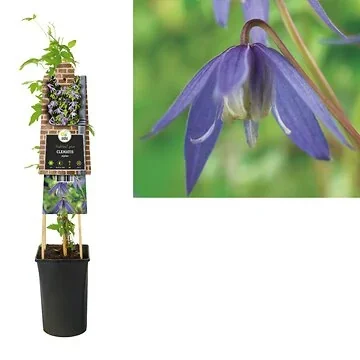 Bosrank (Clematis alpina) H 75