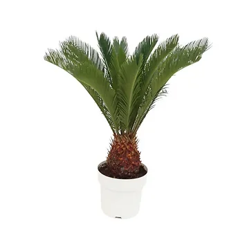 Vredespalm (Cycas Revoluta) H 60 ø 17 cm