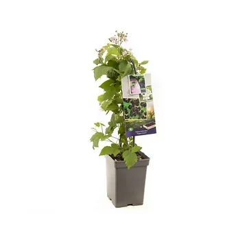 Doornloze braam (Rubus frut. Triple Crown - draagbeu) H 65 ø 18 cm