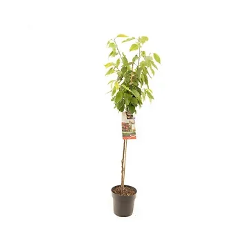 Rode zoete kers (Prunus avium Stella halfstam) H 230 ø 27 cm