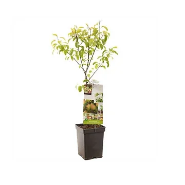 Handpeer (Pyrus comm. Bonne Louise Patio) H 90 ø 18 cm