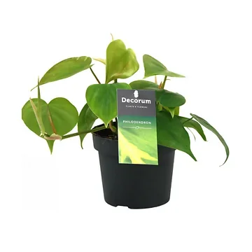 Philodendron Scandens H 20 ø 12 cm
