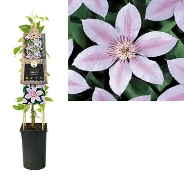 Bosrank (Clematis 'John Paul II') H 75