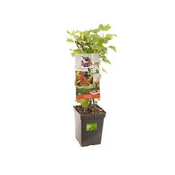 4 soorten in 1 pot (Ribes / Rubus Fruit Kwartet - draag) H 65 ø 18 cm