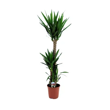 Palmlelie (Yucca Elephantipes) H 170 ø 27 cm