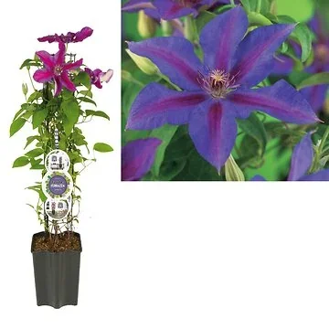 Bosrank (Clematis 'Mrs. N. Thompson') H 80