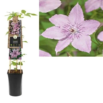 Bosrank (Clematis 'Hagley Hybrid') H 75