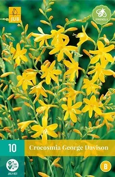 Crocosmia George Davison