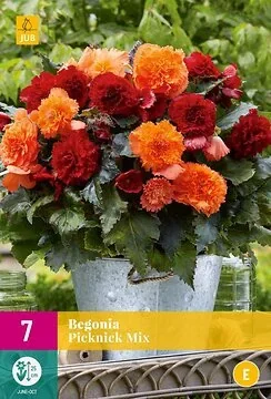 Begonia Picknick Mix